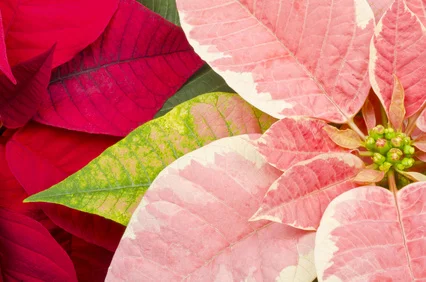 Reflowering a Poinsettia