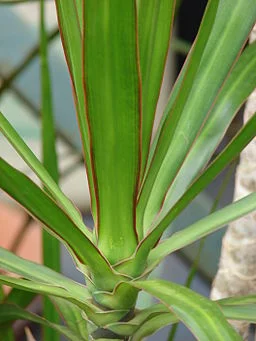 Dracena Care