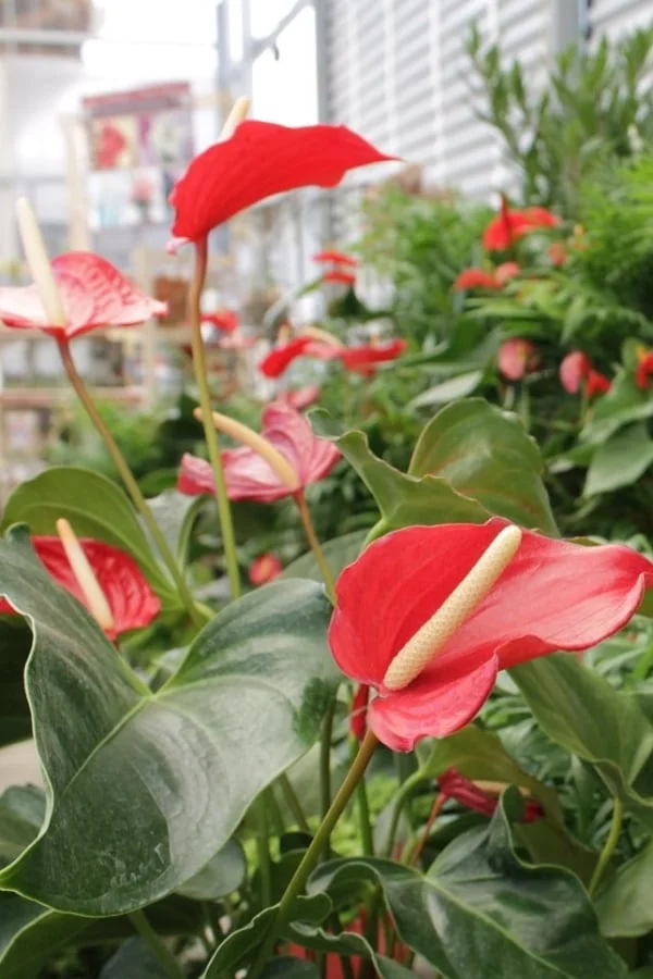 Anthurium