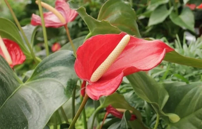 Anthurium Care