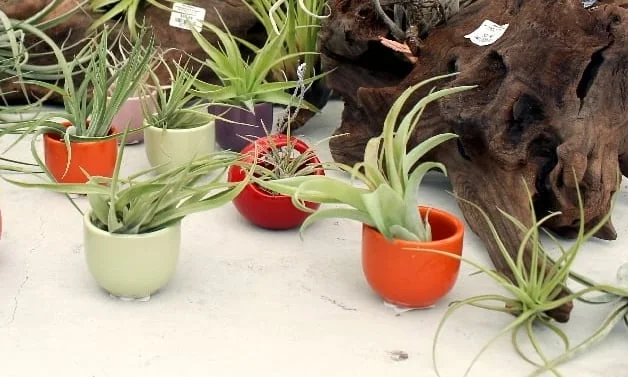 Tillandsias (Air Plants)
