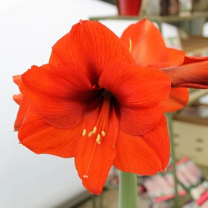 Growing Amaryllis