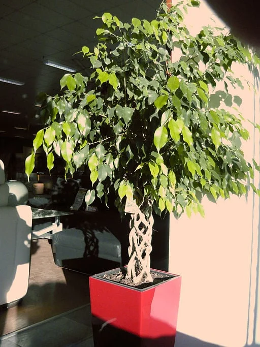 Ficus benjamina with braided stem