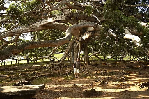 Ficus benjamina is a very large tree in the wild