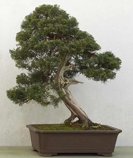 Chinese juniper bonsai, over 250 years old.