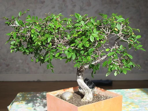 Basic Bonsai Care (Hardy types)