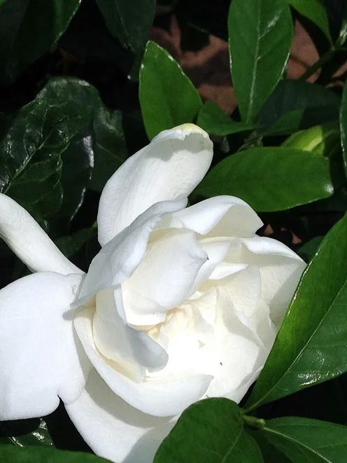 Growing Gardenias Indoors