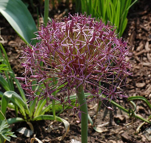 Allium christophii 'Rien Poortvliet' 