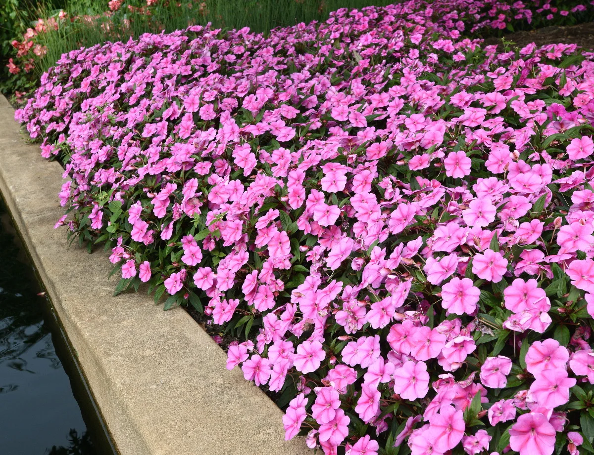 All American Selections Flower Award winner for 2015 Impatiens Bounce™ Pink Flame