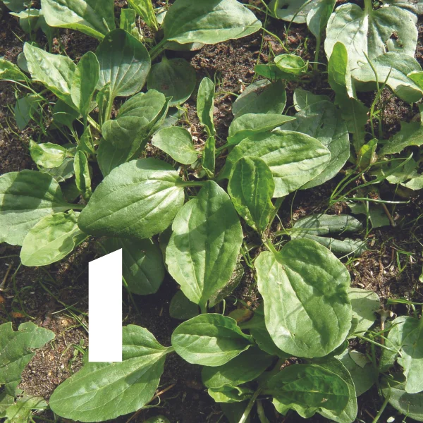 Glechoma hedereacea or ground ivy is a perennial weed that can be difficult to control