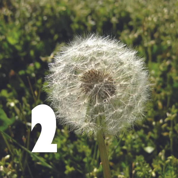 Dandelions are spread easily by seed