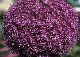 2016: Year of the Allium