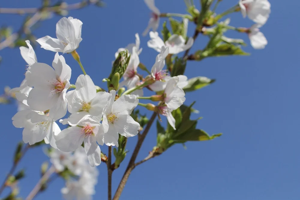Okame cherry in bloom