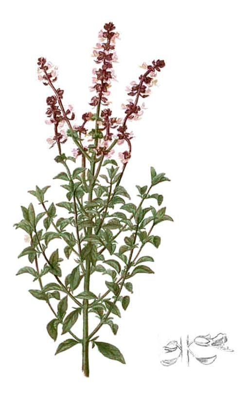 Ocimum basilicum, Basil