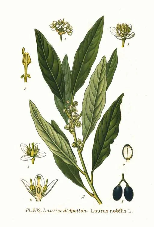 Laurus nobilis, Bayleaf