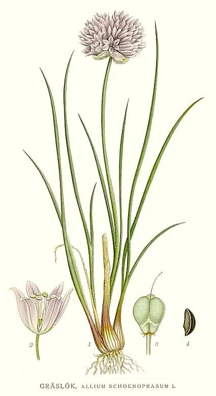 Allium schoenoprasum, Chives