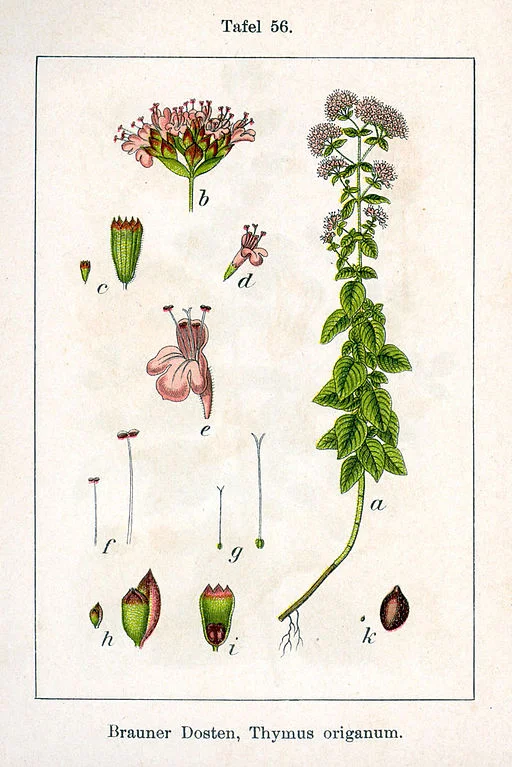 Origanum vulgare, Oregano