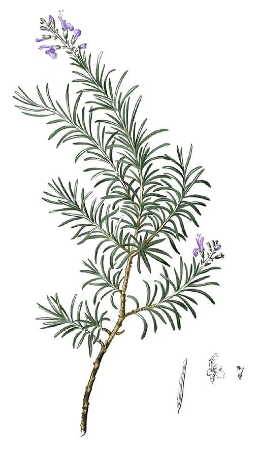 Rosmarinus officinalis, Rosemary