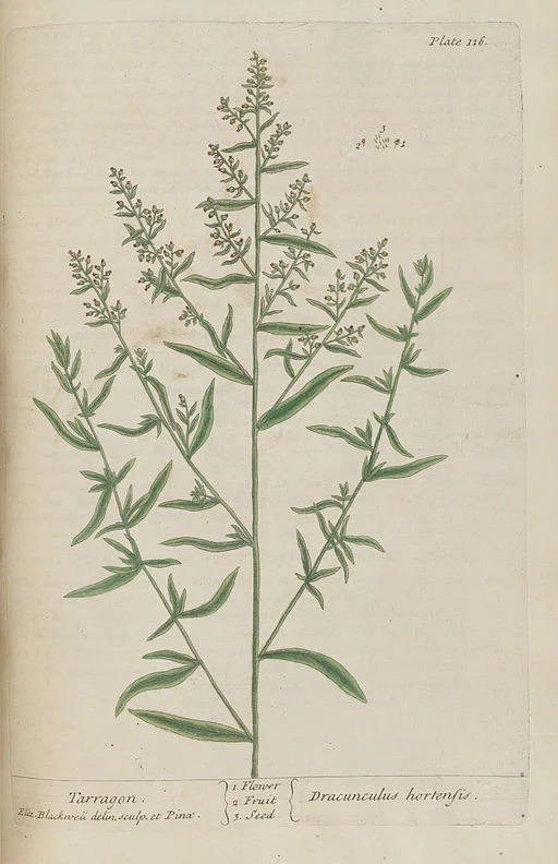 Artemisia dracunculus, Tarragon