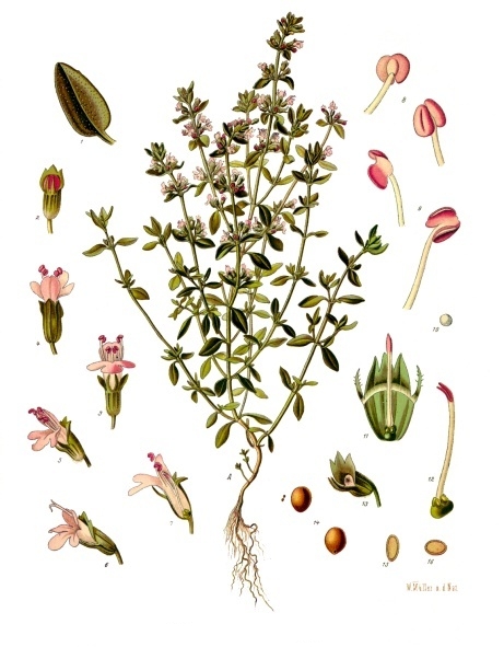 Thymus vulgaris, Thyme