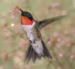 Ruby Throated Hummingbird