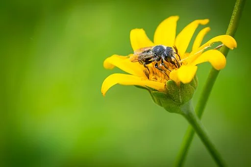 Leaf cutter bee on flower