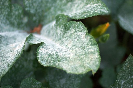 A Pox On Your Plants Summer Leaf Diseases