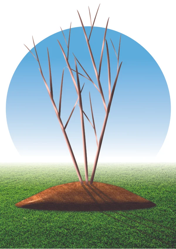 Improper tree mulching: the dreaded "mulch volcano"