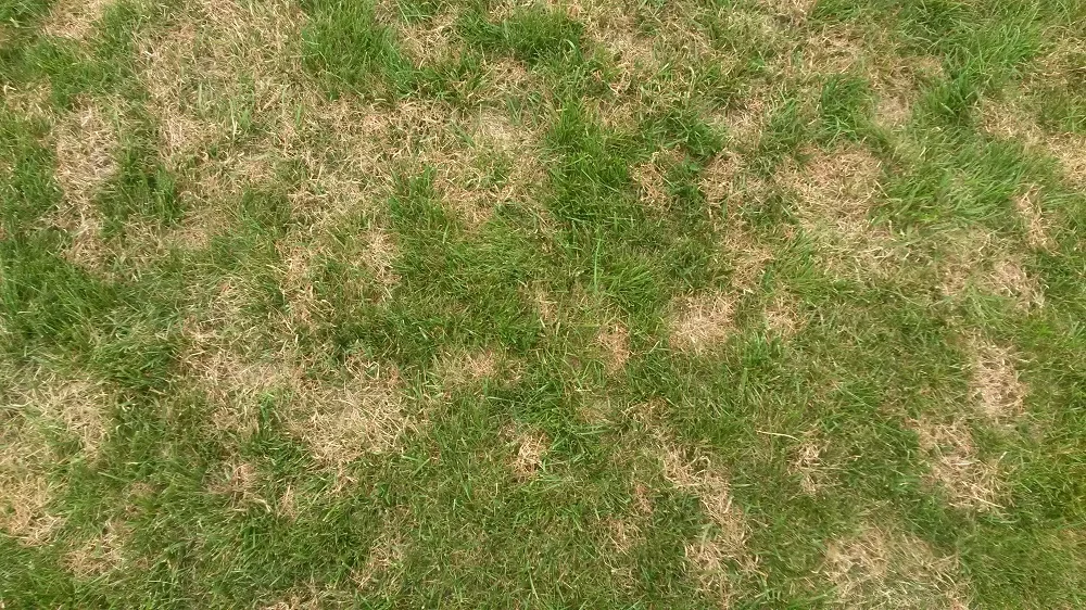 Brown patch in fescue lawn