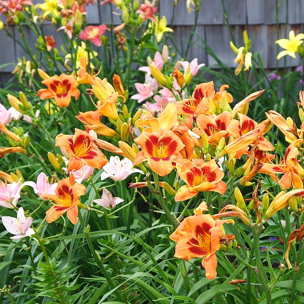 Spring in the Garden!