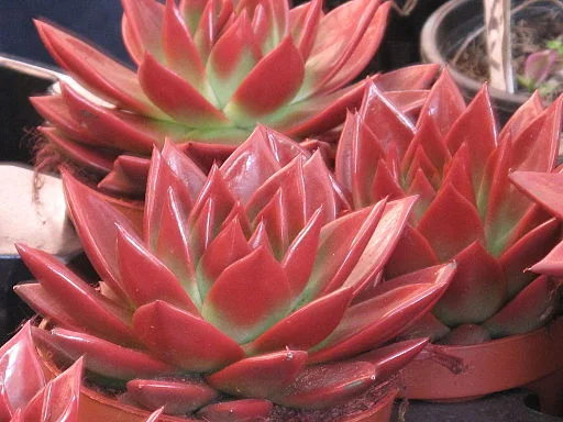 Brightly colored Echeveria