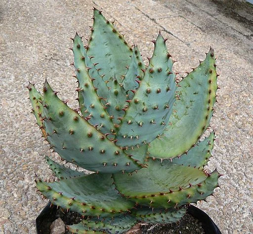 Mountain aloe has thorny spines on the bottom of the leaves