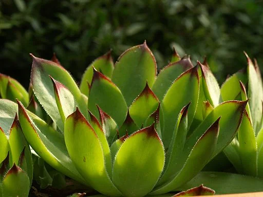 Hens-and-chicks are a popular hardy succulent.