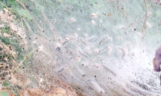 Fall Webworm