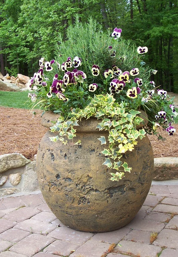 Rosemary has a pine needle-like texture and is very aromatic when touched. Here it's a centerpiece to a large fall container