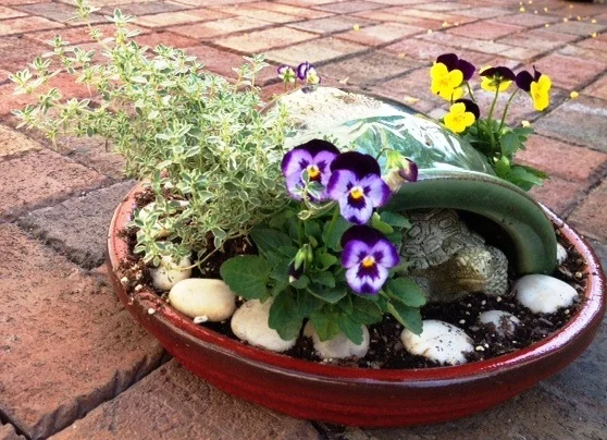 Silver thyme and violas make up this simple mini garden.
