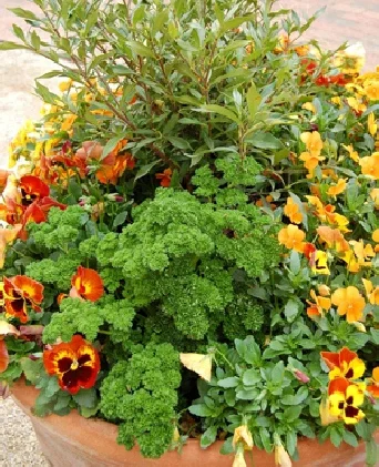 Parsley and pansies in a fall container