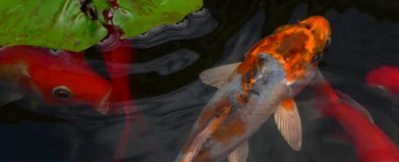 Koi