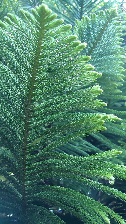 Norfolk Island Pine Seeds/araucaria Heterphylla/tree 