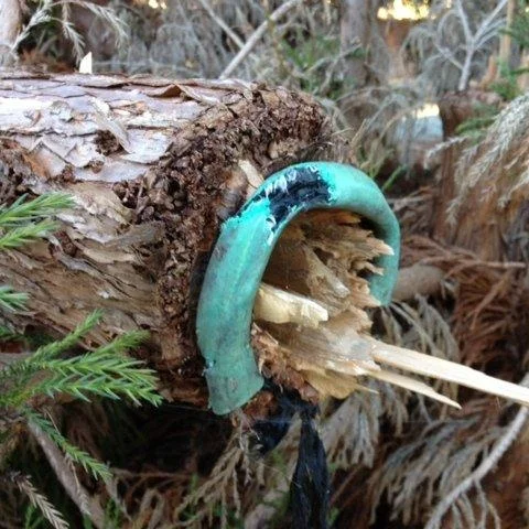 Cryptomeria girdled by support rope. The constricted area was susceptible to wind damage and snapped off.