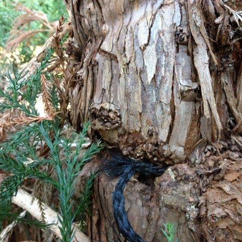 Support rope deeply embedded in trunk of Cryptomeria