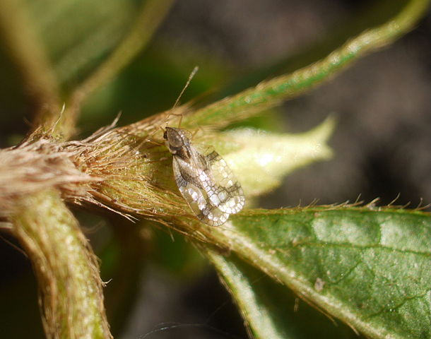 Lacebug on Azalea