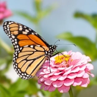 Monarch butterfly on zinnia flower