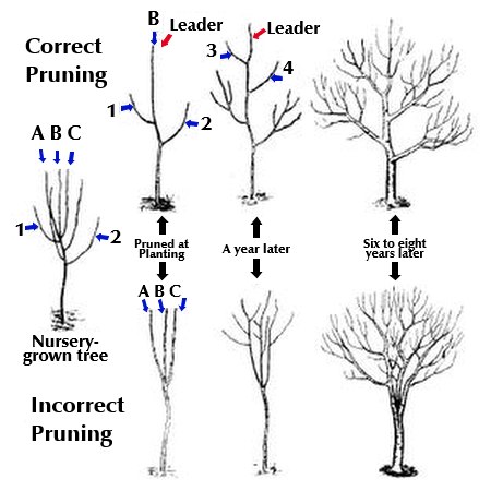 Pruning Young Fruit Trees