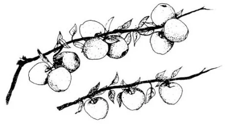 Top: Branch with unthinned fuit Bottom: Fruit thinned