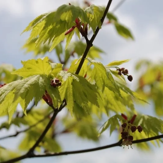 Fertilizing Established Trees