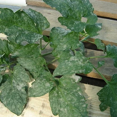 Powdery mildew on tomato leaf