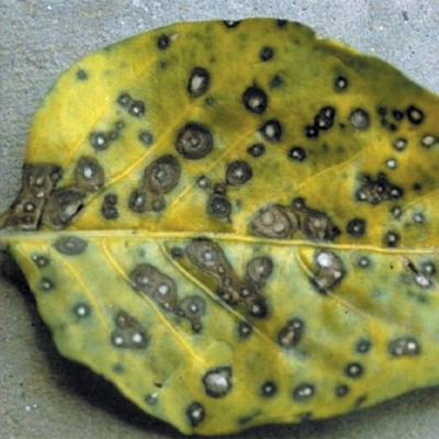 Cercospora leaf spot