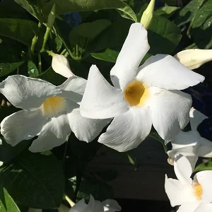 White mandevilla