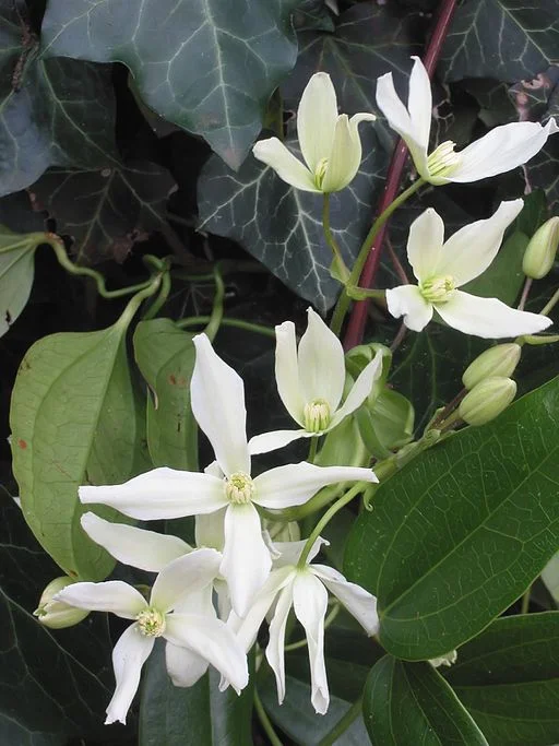 Evergreen clematis